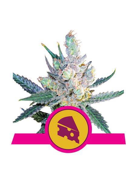 Royal Cheese Fast X3 - Royal Queen Seeds