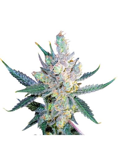 Royal Cheese Fast X3 - Royal Queen Seeds