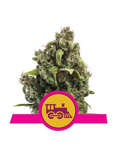 Candy Kush Express Fast X3 - Royal Queen Seeds
