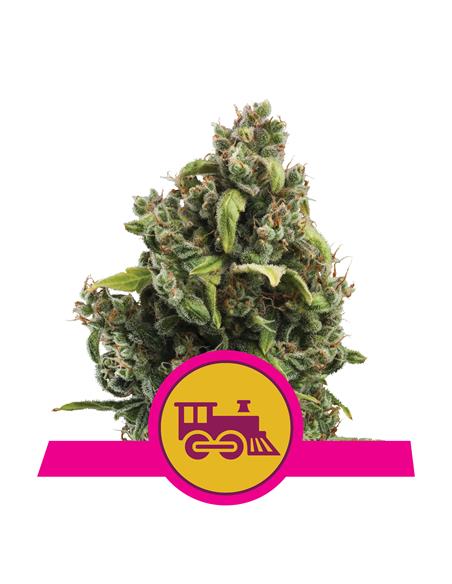 Candy Kush Express Fast X3 - Royal Queen Seeds