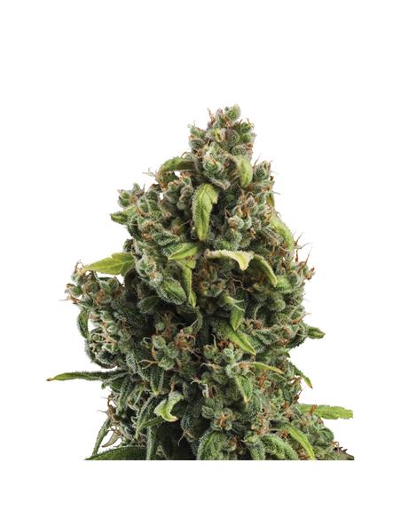 Candy Kush Express Fast X3 - Royal Queen Seeds