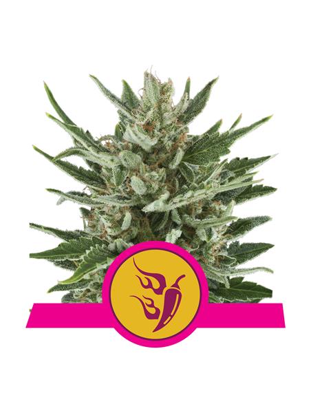Speedy Chile Fast X3 - Royal Queen Seeds