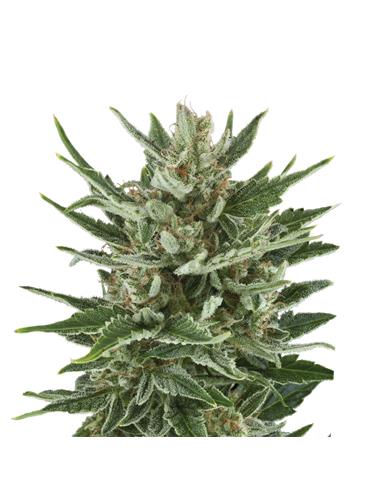 Speedy Chile Fast X3 - Royal Queen Seeds