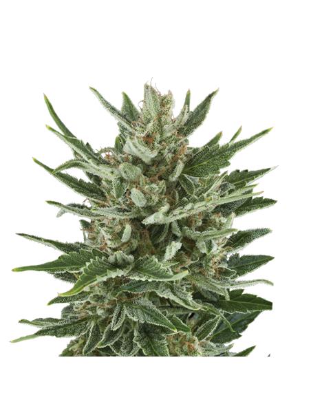 Speedy Chile Fast X3 - Royal Queen Seeds