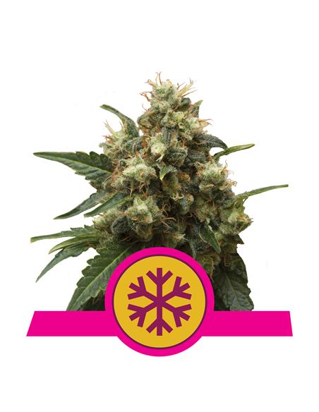 Ice X3 - Royal Queen Seeds