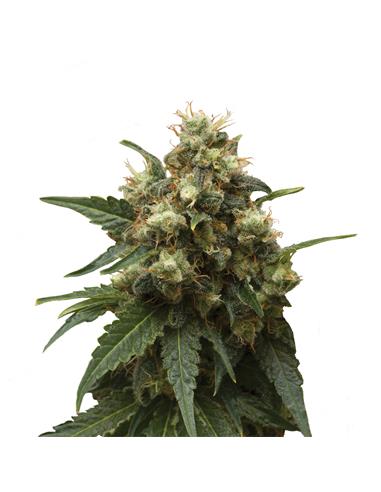 Ice X3 - Royal Queen Seeds