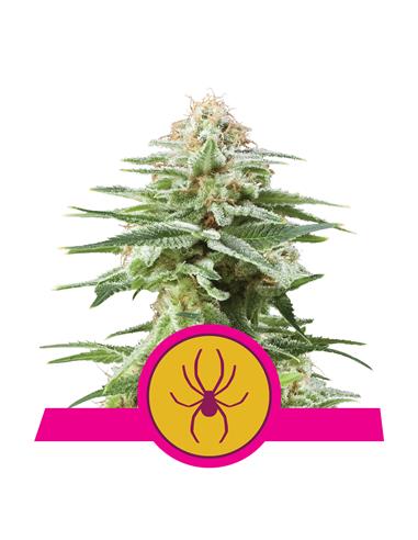 White Widow X3 - Royal Queen Seeds