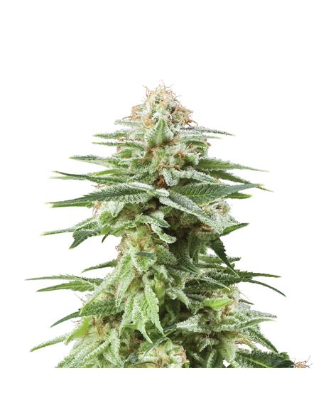 White Widow X3 - Royal Queen Seeds