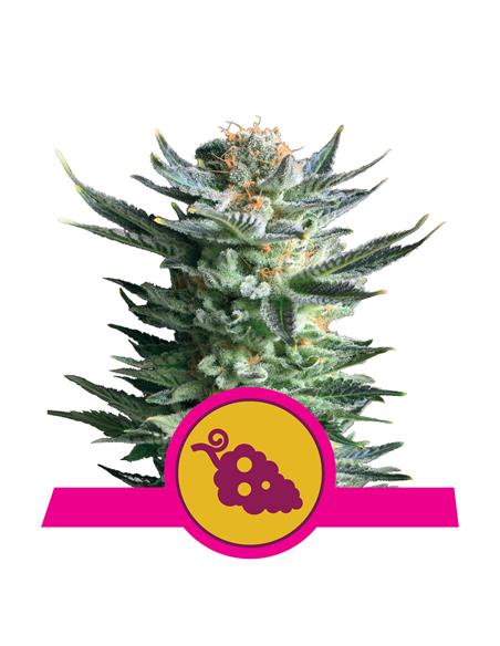 Fruit Spirit X3 - Royal Queen Seeds