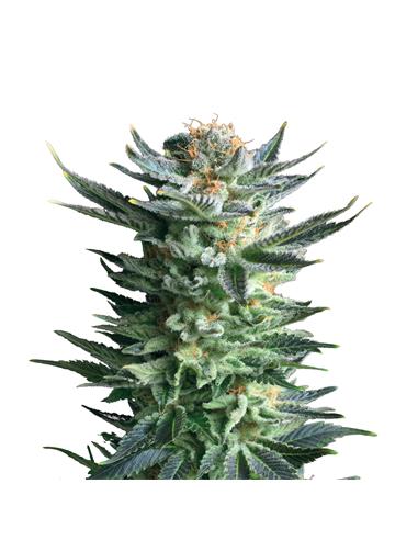 Fruit Spirit X3 - Royal Queen Seeds