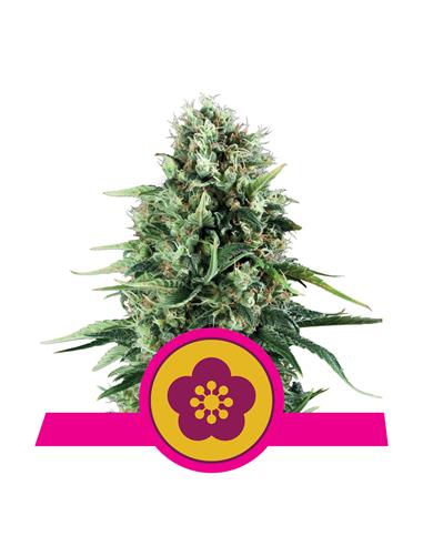 Power Flower X3 - Royal Queen Seeds