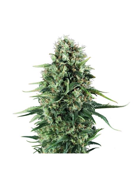 Power Flower X3 - Royal Queen Seeds