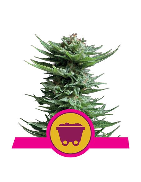 Shining Silver Haze X3 - Royal Queen Seeds