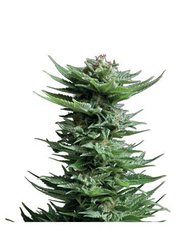 Shining Silver Haze X3 - Royal Queen Seeds
