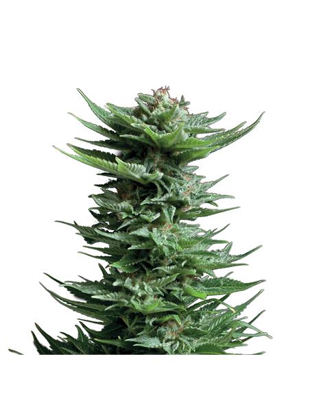 Shining Silver Haze X3 - Royal Queen Seeds
