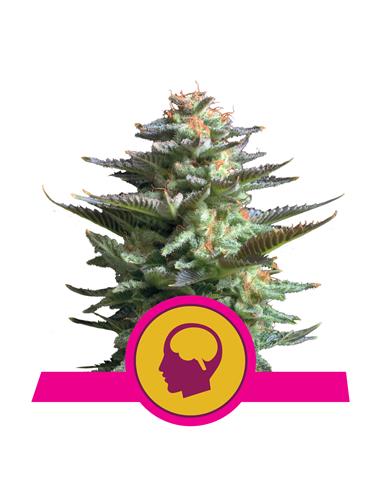 Amnesia Haze X3 - Royal Queen Seeds