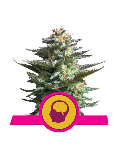 Amnesia Haze X3 - Royal Queen Seeds
