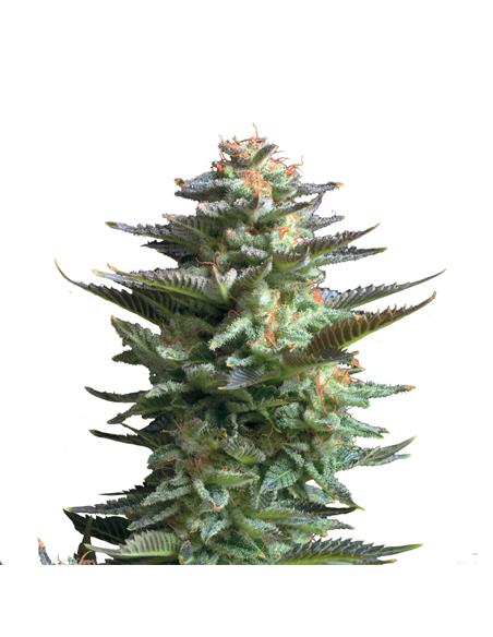 Amnesia Haze X3 - Royal Queen Seeds