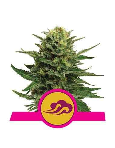 Blue Mystic X3 - Royal Queen Seeds