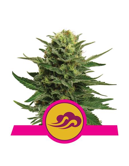 Blue Mystic X3 - Royal Queen Seeds