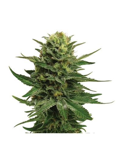 Blue Mystic X3 - Royal Queen Seeds
