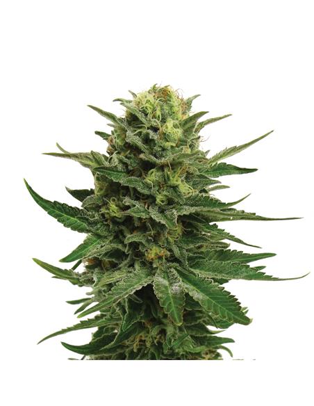 Blue Mystic X3 - Royal Queen Seeds