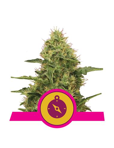 Northern Light X3 - Royal Queen Seeds