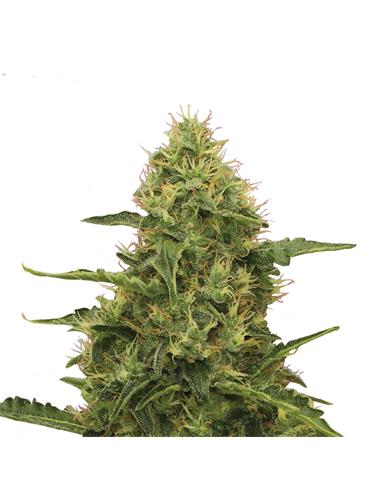 Northern Light X3 - Royal Queen Seeds
