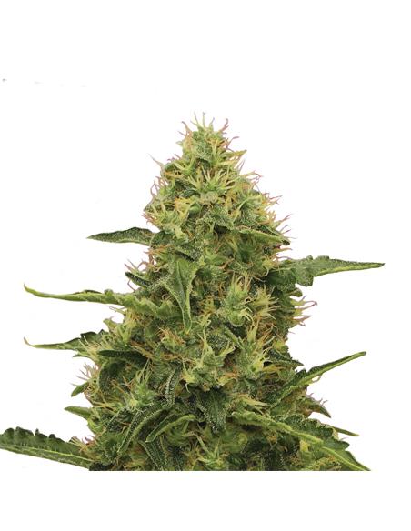 Northern Light X3 - Royal Queen Seeds