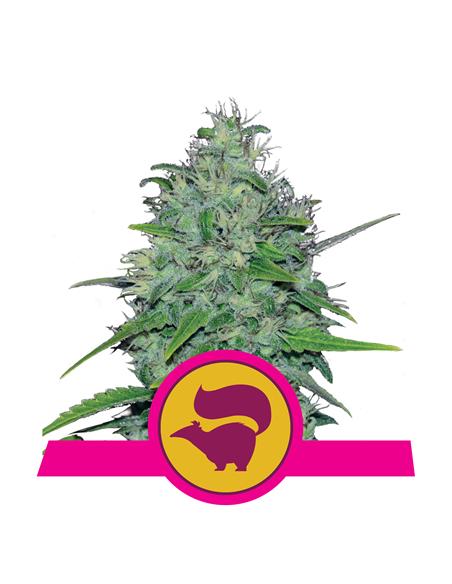 Skunk XL X3 - Royal Queen Seeds