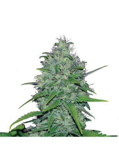 Skunk XL X3 - Royal Queen Seeds