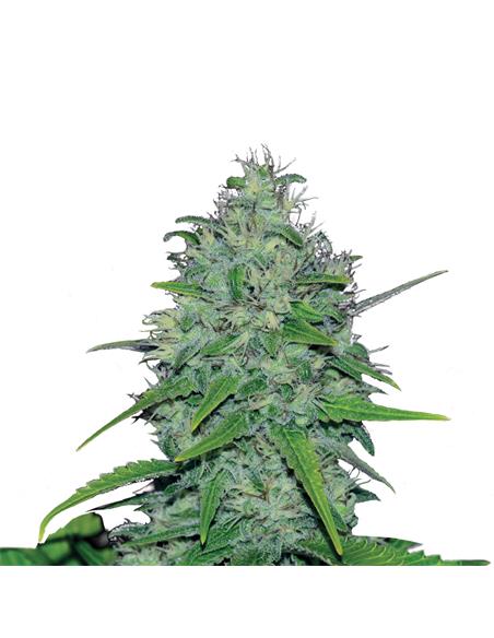 Skunk XL X3 - Royal Queen Seeds