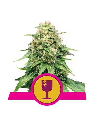 Critical X3 - Royal Queen Seeds