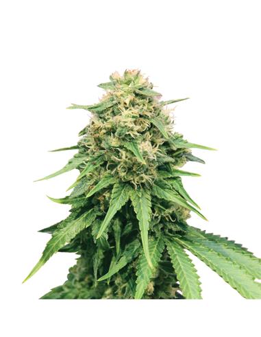 Critical X3 - Royal Queen Seeds