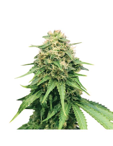 Critical X3 - Royal Queen Seeds