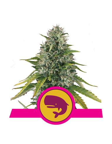 Royal Moby X3 - Royal Queen Seeds