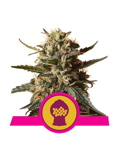 Bubblegum XL X3 - Royal Queen Seeds