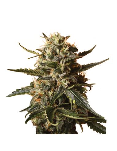 Bubblegum XL X3 - Royal Queen Seeds