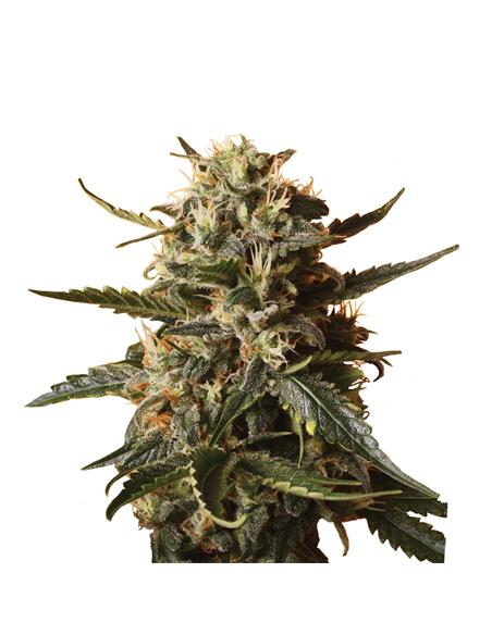 Bubblegum XL X3 - Royal Queen Seeds