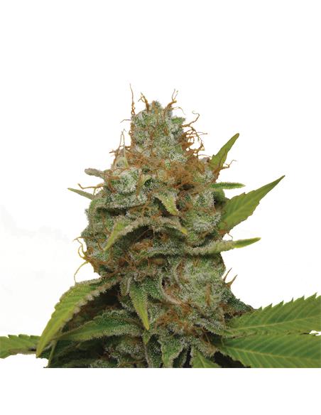 Kali Dog X3 - Royal Queen Seeds