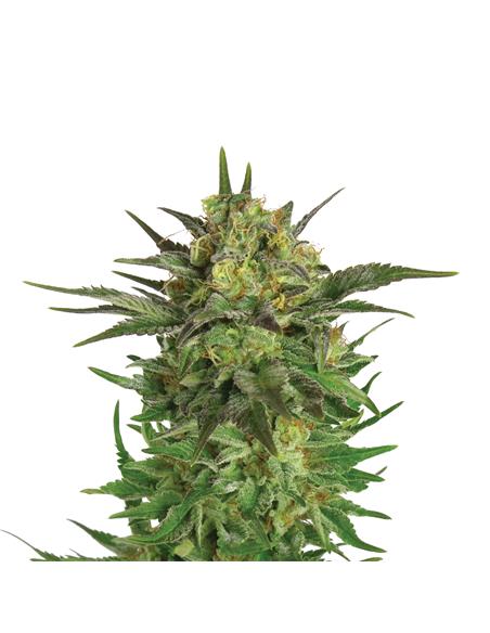 Haze Berry X3 - Royal Queen Seeds