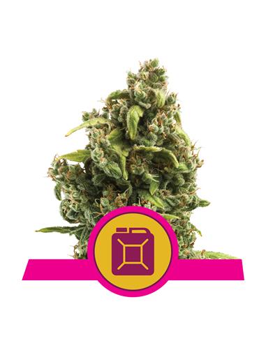 Sour Diesel X3 - Royal Queen Seeds
