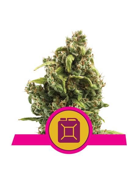 Sour Diesel X3 - Royal Queen Seeds