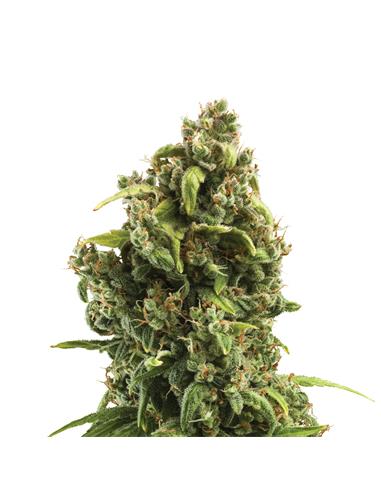 Sour Diesel X3 - Royal Queen Seeds