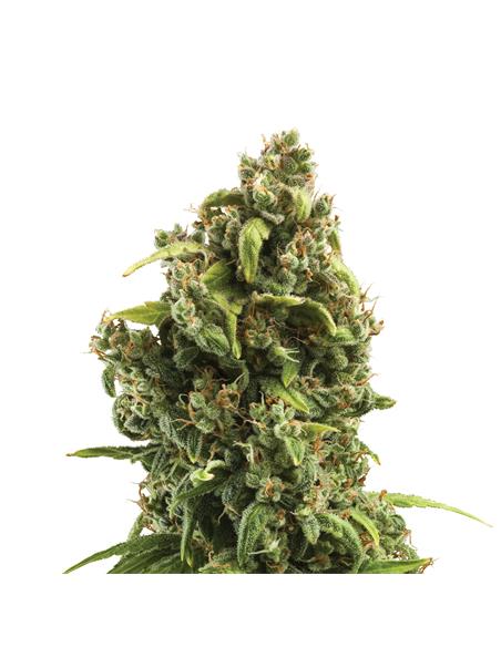 Sour Diesel X3 - Royal Queen Seeds