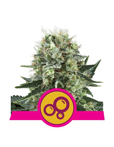 Bubble Kush X3 - Royal Queen Seeds