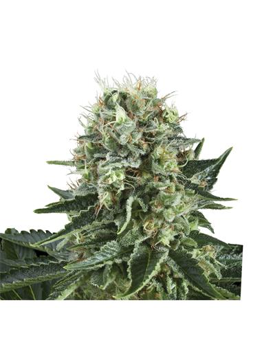 Bubble Kush X3 - Royal Queen Seeds