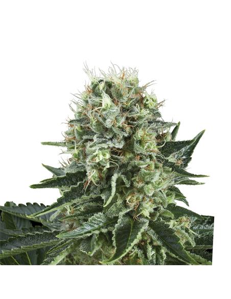 Bubble Kush X3 - Royal Queen Seeds