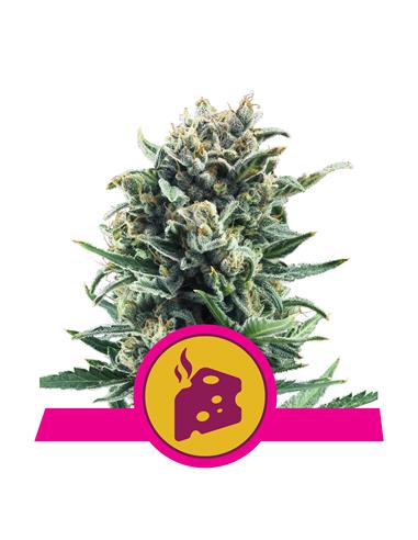 Blue Cheese X3 - Royal Queen Seeds