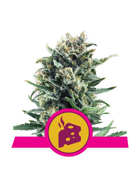 Blue Cheese X3 - Royal Queen Seeds